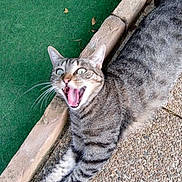 Mia participe au concours pour gagner de l'argent avec cette photo : cat, tabby, animal, pet, outdoor, stretching, fur, whiskers, mouth_open, eyes_wide, green_turf, concrete, sidewalk, curb, gray, striped, mammal, cute, playful, closeup