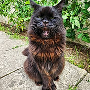 Kovoo a rejoint le concours — aidez-le/la à gagner de superbes lots ! cat, fluffy_cat, black_cat, outdoor, plants, greenery, concrete, garden, pet, animal, feline, fur, whiskers, ears, mouth_open, sitting, nature, close_up, portrait, expression