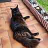 Kovoo a rejoint le concours — aidez-le/la à gagner de superbes lots ! cat, black_cat, fluffy, pet, animal, terracotta_tile, floor, planter_box, pink_fence, light_bulbs, pumpkin, outdoor, green_grass, relaxed, lying_down, looking_at_camera, domestic_animal, whiskers, tail, ears