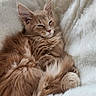 animal, blanket, cat, cozy, cute, ears, feline, fluffy, fur, ginger, indoor, kitten, paw, pet, relaxed, resting, sleepy, soft, whiskers, white