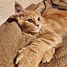 animal, blanket, cat, close_up, cozy, cute, ears, eyes, feline, fur, indoors, mammal, orange_tabby, paw, pet, relaxing, resting, sleepy, soft_texture, whiskers