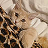 animal, bed, cat, close_up, cream_color, curious, cute, ears, fabric, feline, fluffy, indoor, kitten, leopard_print, paw, pet, playful, resting, soft, whiskers