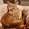 animal, blanket, cat, comfort, cozy, curled_up, cute, domestic, ears, feline, fluffy_fur, indoor, orange_cat, pet, relaxed, sleepy, soft_texture, tail, warm_lighting, whiskers
