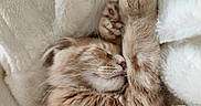 Kaí participe au concours pour gagner de l'argent avec cette photo : adorable, animal, blanket, cat, close_up, comfort, cozy, cute, feline, fur, indoor, orange_tabby, paw, pet, relaxing, resting, sleeping, soft_texture, warm, whiskers
