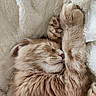 adorable, animal, blanket, cat, close_up, comfort, cozy, cute, feline, fur, indoor, orange_tabby, paw, pet, relaxing, resting, sleeping, soft_texture, warm, whiskers