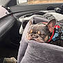 bandana, black, blanket, canine, car_interior, closeup, cozy, dog, french_bulldog, gray, harness, indoor, pet_bed, resting, seat, side_mirror, sleeping, travel, white, window