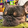 Gus Gus joined the competition — help win amazing prizes! animal, blanket, calm, cartoon_art, close_up, colorful_background, cozy, cute, dog, domestic_animal, ears, french_bulldog, fur, indoor, pet, resting, sleeping, snout, soft_texture, wrinkles