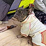Gus Gus is registered to the contest to win money with this photo: french_bulldog, puppy, dog, hoodie, clothing, blanket, tent, camping, pet, indoor, person, casual_clothing, beige, yellow, fabric, toy, seated, looking_back, cute, cozy