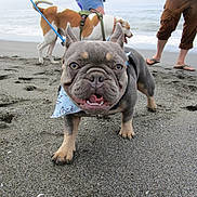 Gus Gus joined the competition — help win amazing prizes! dog, french_bulldog, beach, sand, ocean, bandana, leash, canine, pet, animal, outdoor, happy, playing, water, person, footwear, summer, vacation, nature, fun