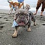 dog, french_bulldog, beach, sand, ocean, bandana, leash, canine, pet, animal, outdoor, happy, playing, water, person, footwear, summer, vacation, nature, fun