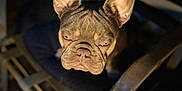 Gus Gus joined the competition — help win amazing prizes! animal, black, brown, chair, closeup, dog, ears, expression, face, french_bulldog, furniture, lighting, metal, night, outdoor, pet, portrait, serious, spotlight, wrinkles