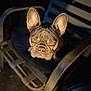 Gus Gus joined the competition — help win amazing prizes! dog, french_bulldog, pet, animal, chair, outdoor, night, portrait, ears, wrinkles, face, lighting, spotlight, serious, brown, black, metal, furniture, closeup, expression