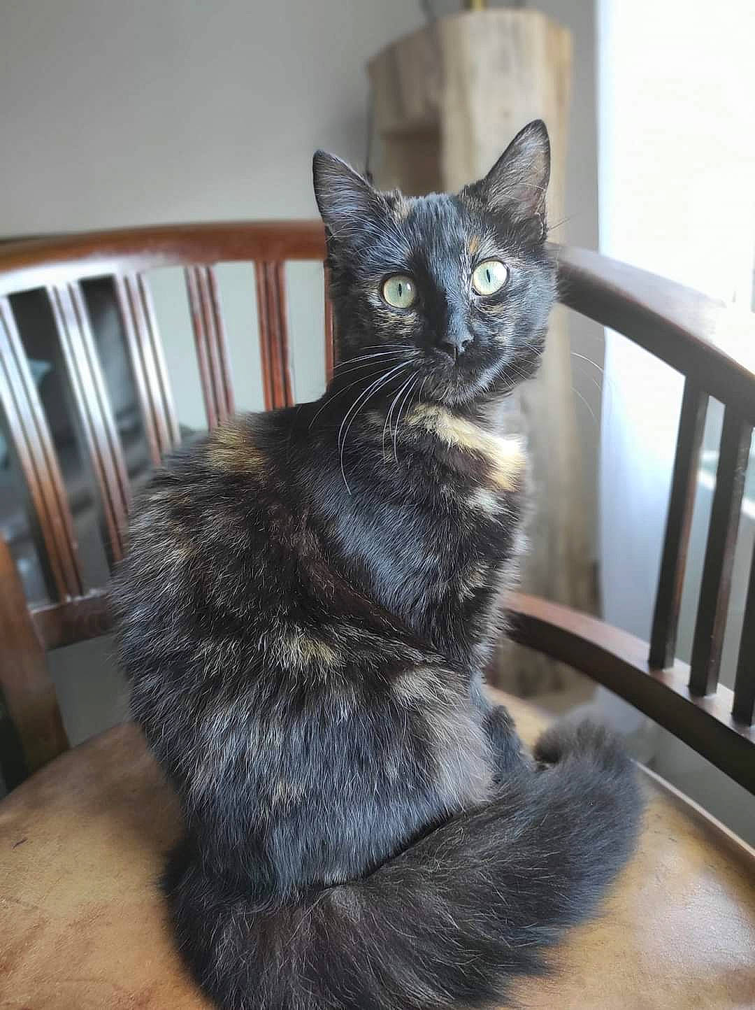 Nounette a rejoint le concours — aidez-le/la à gagner de superbes lots ! art, black_cat, carnivore, cat, cat_supply, chair, claw, comfort, domestic_short_haired_cat, felidae, fur, grey, hardwood, paw, sitting, small_to_medium_sized_cats, snout, tail, whiskers, window