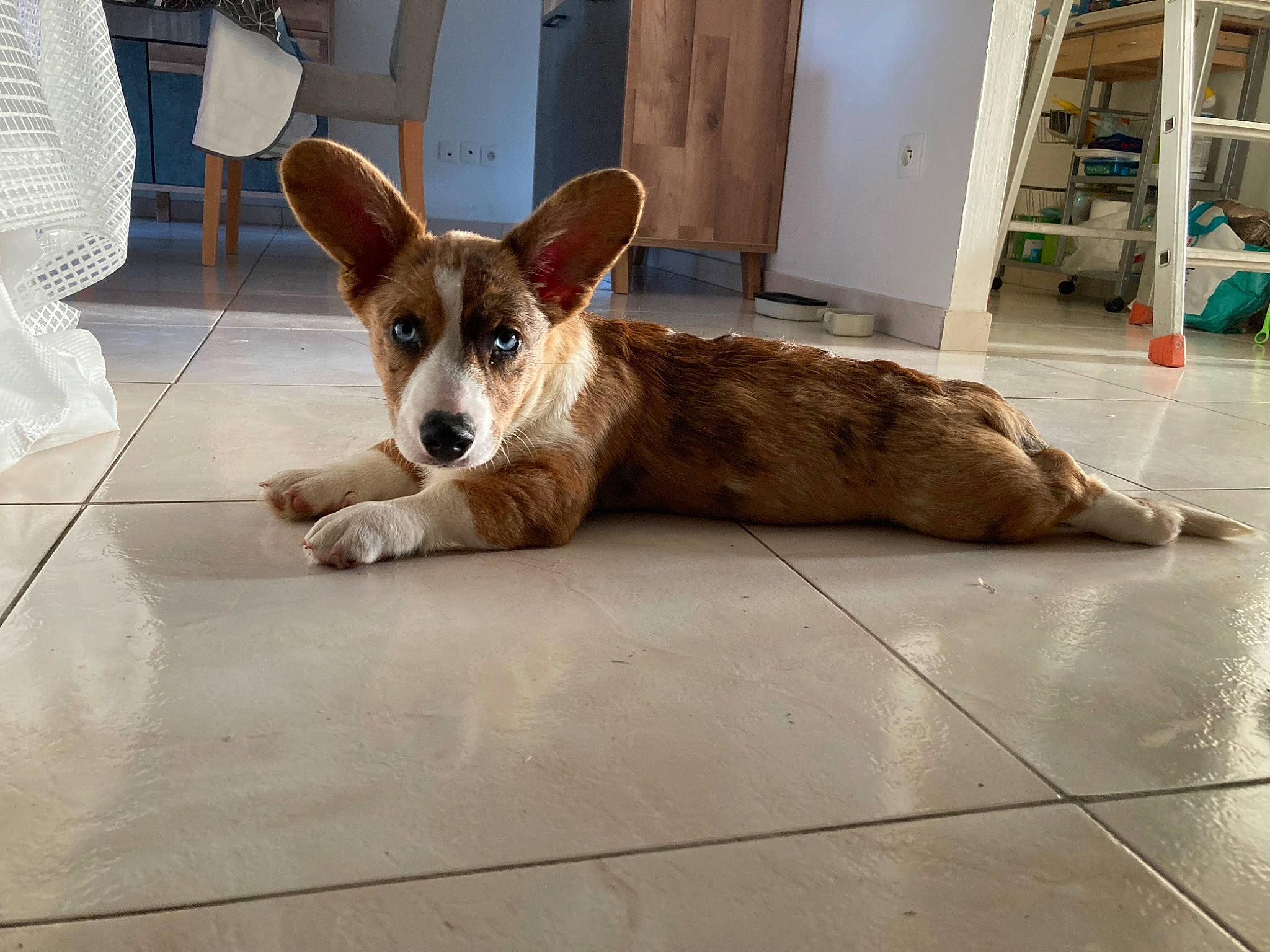 Ulysse participe au concours pour gagner de l'argent avec cette photo : carnivore, collar, companion_dog, dog, dog_breed, door, fawn, floor, flooring, fur, hardwood, herding_dog, paw, shelf, sporting_group, tail, whiskers, window, wood, working_animal