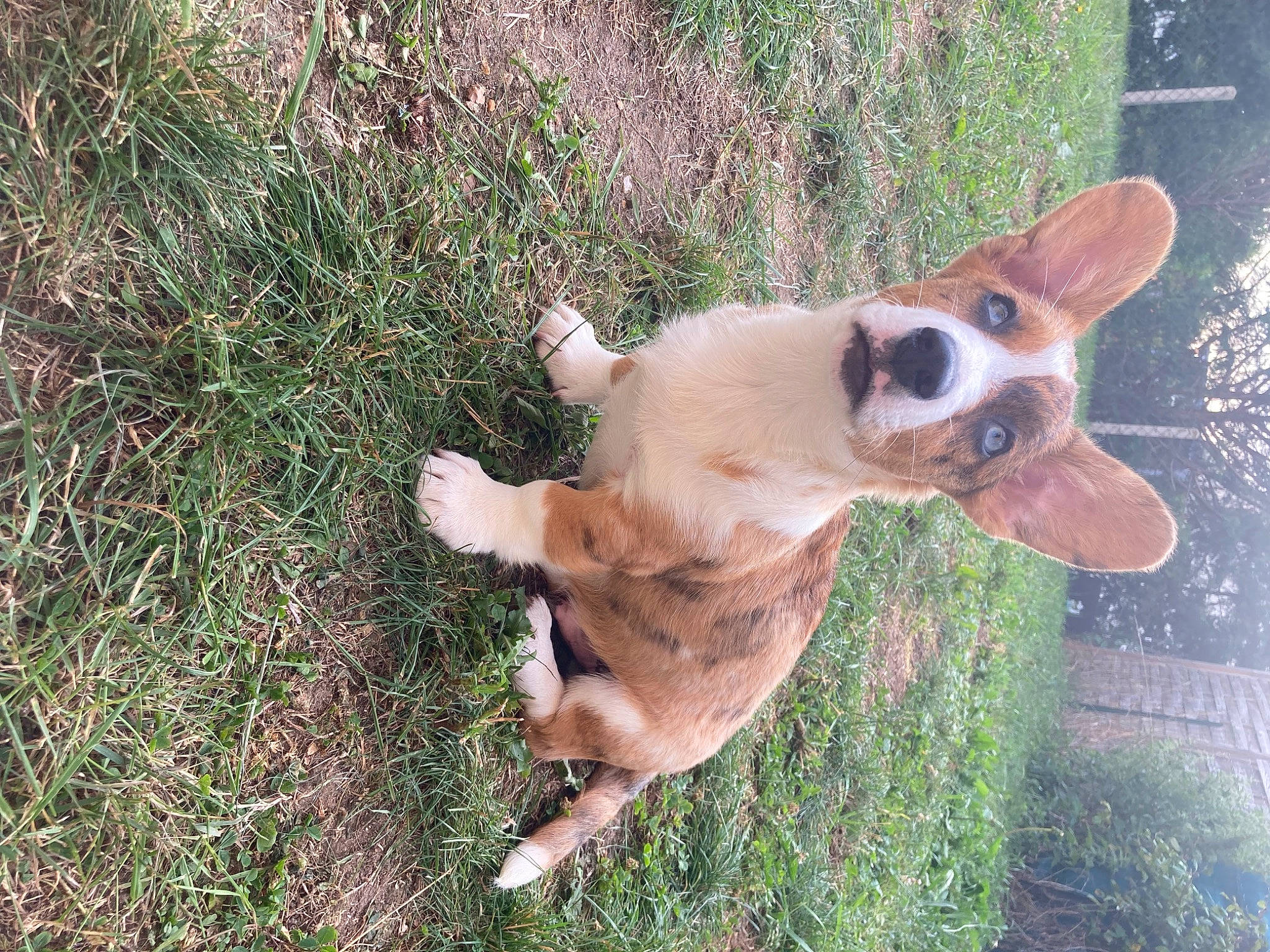 Ulysse a rejoint le concours — aidez-le/la à gagner de superbes lots ! carnivore, companion_dog, corgi_chihuahua, dog, dog_breed, fawn, grass, herding_dog, plant, tail, terrestrial_animal, tree, whiskers, working_animal