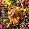 dog, terrier, pet, animal, fur, fluffy, brown_fur, portrait, garden, flowers, pink_flowers, daisies, grass, outdoor, sunlight, watering_can, wooden_sign, string_lights, pathway, birdhouse