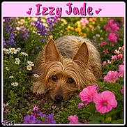 Izzy Jade joined the competition — help win amazing prizes! dog, pet, portrait, garden, flowers, daisies, pink_flowers, purple_flowers, outdoor, nature, grass, foliage, brown_fur, shaggy_fur, lying_down, looking_at_camera, cute, animal, flower_bed, decorative_frame