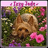 dog, pet, portrait, garden, flowers, daisies, pink_flowers, purple_flowers, outdoor, nature, grass, foliage, brown_fur, shaggy_fur, lying_down, looking_at_camera, cute, animal, flower_bed, decorative_frame