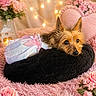 dog, small_dog, pet, animal, portrait, dressed_dog, frilly_outfit, pink, roses, flowers, fairy_lights, cushion, bed, blanket, cozy, indoors, cute, long_hair, pointed_ears, decorative
