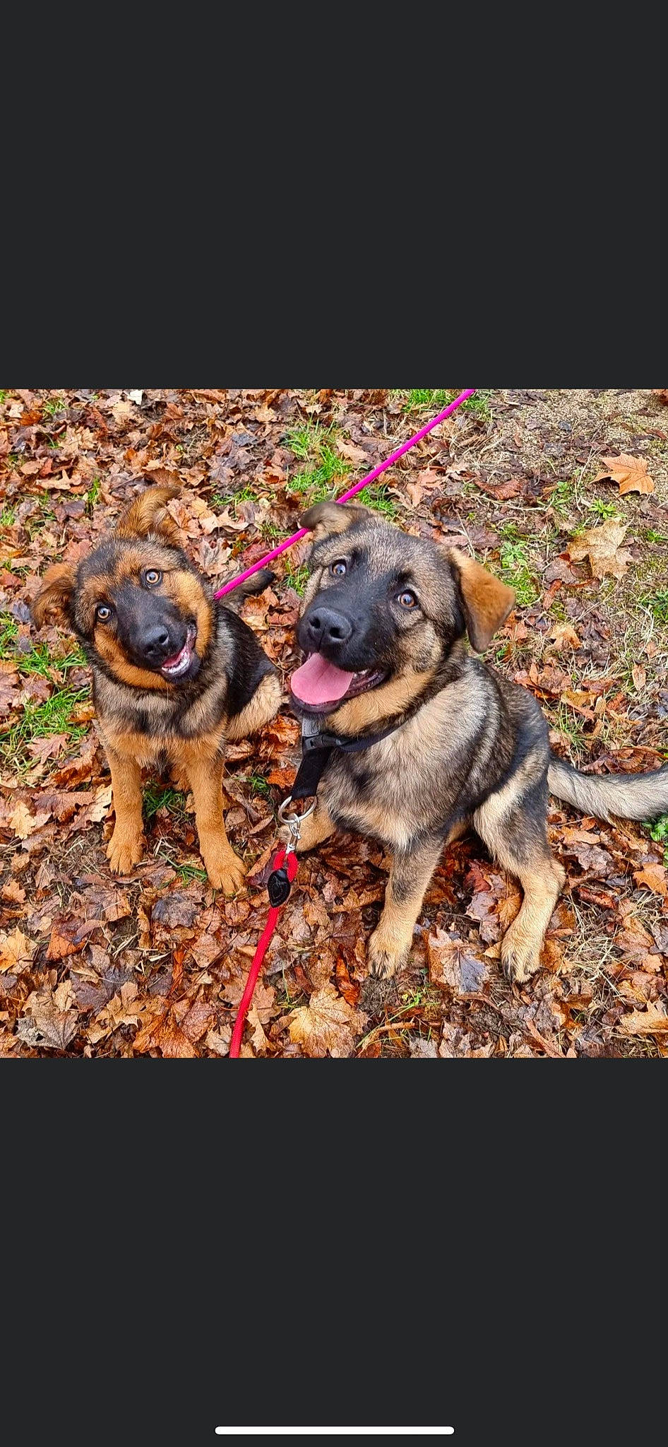 Lilou a rejoint le concours — aidez-le/la à gagner de superbes lots ! adventure, canidae, carnivore, companion_dog, dog, dog_breed, fawn, grass, paw, plant, puppy, snout, soil, sporting_group, working_animal, working_dog