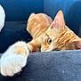 Tito joined the competition — help win amazing prizes! cat, orange_tabby, paw, stretching, couch, indoor, feline, fur, pet, relaxing, closeup, whiskers, curious, cozy, animal, soft, home, resting, playful, eye