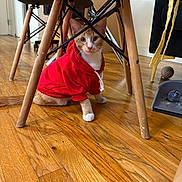 Tito is registered to the contest to win money with this photo: cat, orange_cat, hoodie, red_clothing, wooden_floor, chair_legs, indoor, pet, curious, sitting, household_items, dustpan, toy_ball, furniture, flooring, domestic, animal, cute, looking, young_cat