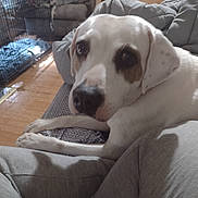 Daisy is registered to the contest to win money with this photo: dog, white_dog, brown_patches, couch, living_room, crate, recliner, wooden_floor, blanket, pet, indoor, relaxed, animal, fur, snout, ears, eyes, comfort, home, cozy