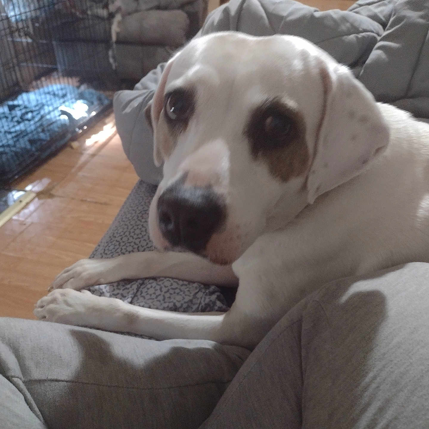 Daisy