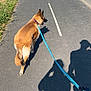 Rebelle participe au concours pour gagner de l'argent avec cette photo : animal, casual, collar, daytime, dog, exercise, grass, leash, nature, outdoor, path, pavement, person_shadow, pet, shadow, shoe, sidewalk, street, sunny, walking
