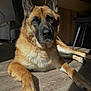 Rebelle participe au concours pour gagner de l'argent avec cette photo : animal, black, brown, canine, dog, domestic, ears, face, floor, fur, german_shepherd, home, indoor, paw, pet, relaxed, resting, shadow, sunlight, wooden_floor