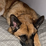 Rebelle participe au concours pour gagner de l'argent avec cette photo : animal, bed, black, blanket, brown, calm, canine, dog, ears, fur, german_shepherd, indoor, lying_down, muzzle, paw, pet, portrait, relaxed, resting, sleepy