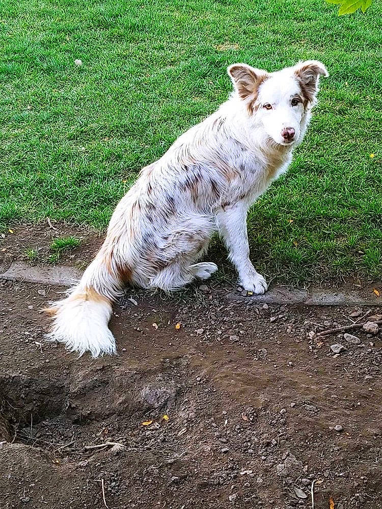 Dixie joined the competition — help win amazing prizes! border_collie, canidae, carnivore, companion_dog, dog, dog_breed, grass, mammal, plant, sporting_group, tail, vertebrate