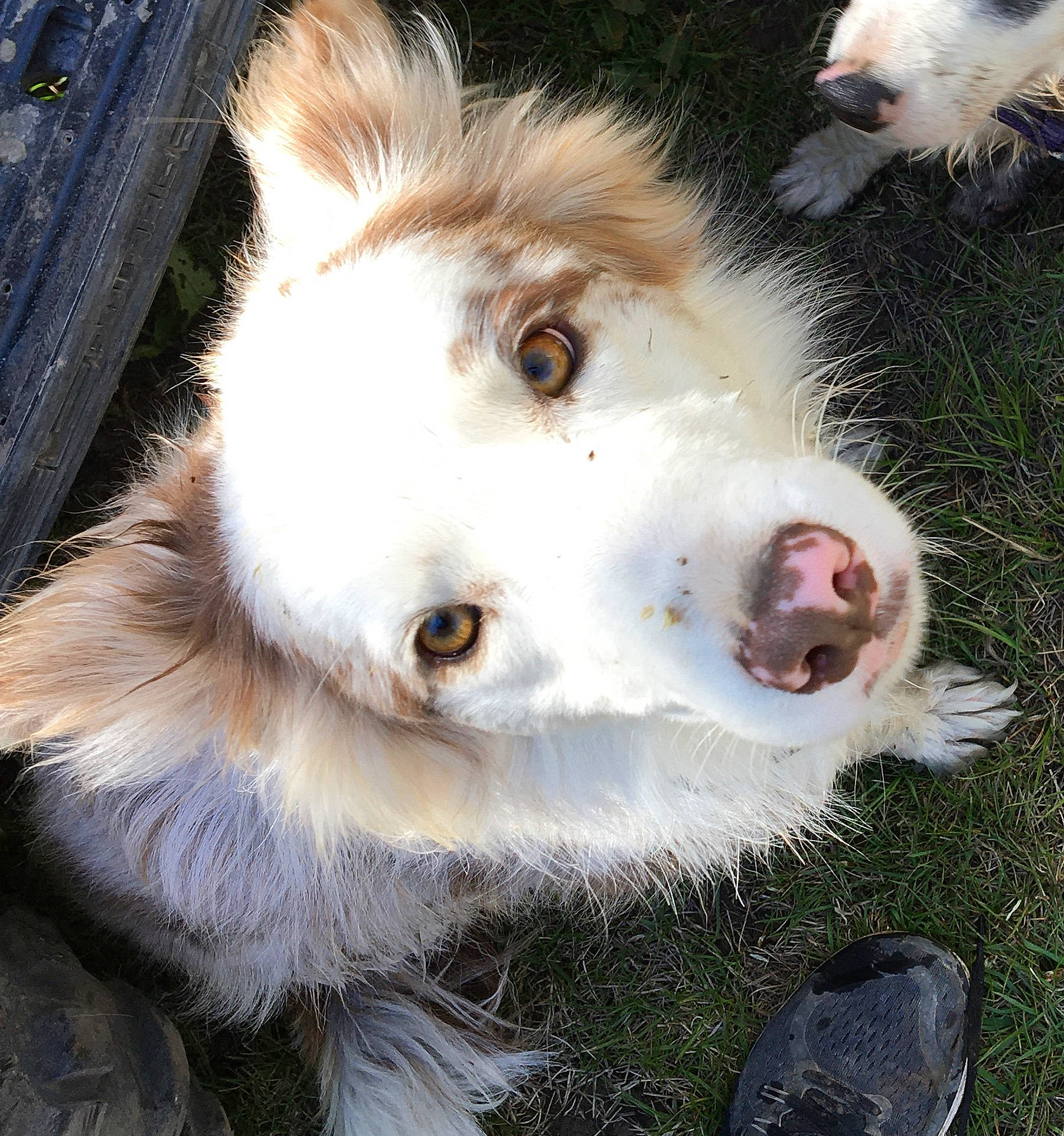Dixie joined the competition — help win amazing prizes! australian_shepherd, border_collie, canidae, carnivore, companion_dog, dog, dog_breed, ear, fur, mammal, nose, snout, vertebrate
