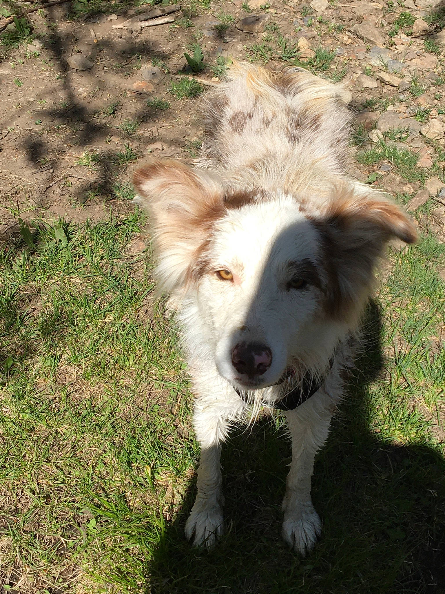Dixie joined the competition — help win amazing prizes! aidi, australian_collie, basque_shepherd_dog, border_collie, canidae, carnivore, companion_dog, dog, dog_breed, herding_dog, mammal, sporting_group, vertebrate, welsh_sheepdog
