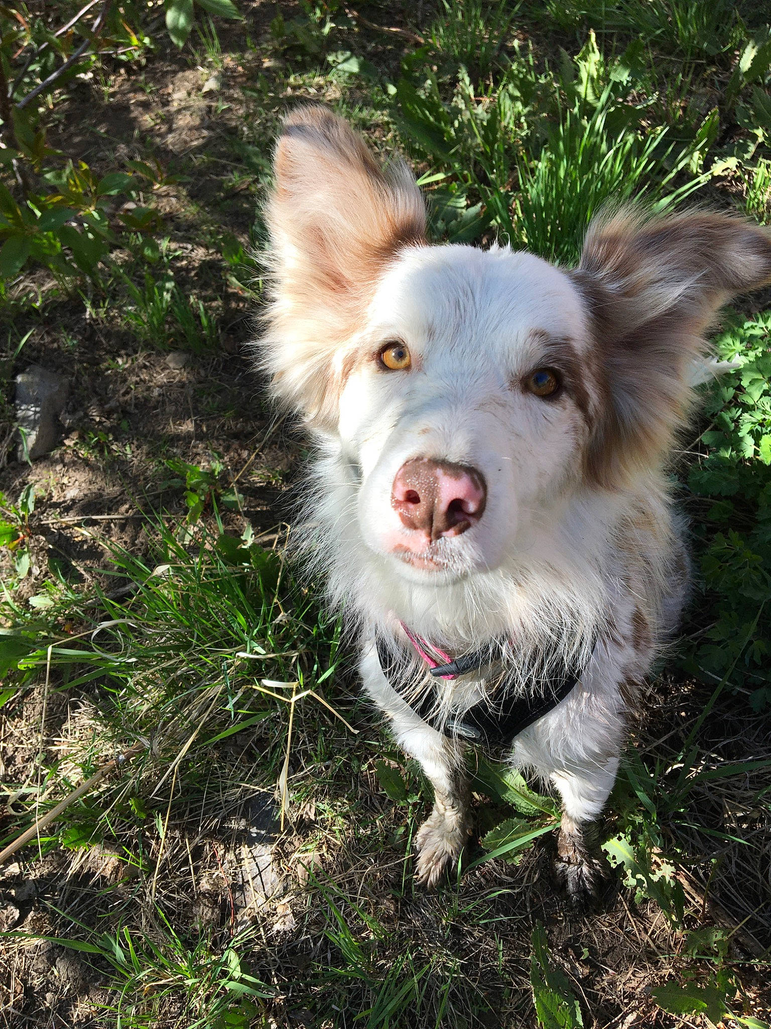 Dixie joined the competition — help win amazing prizes! adventure, australian_shepherd, border_collie, canidae, carnivore, dog, dog_breed, ear, koolie, mammal, snout, sporting_group, vertebrate, working_dog