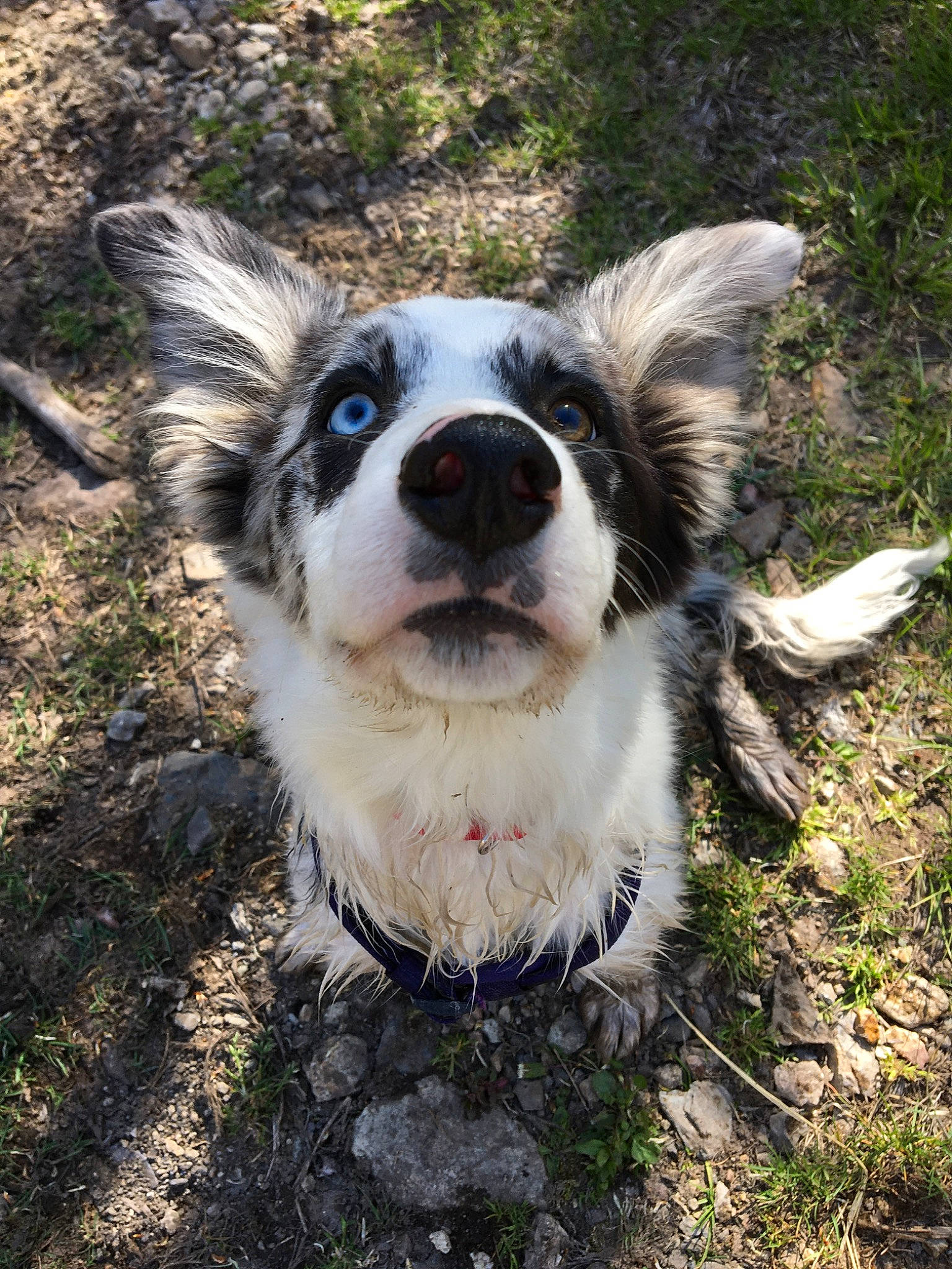 Whiskey joined the competition — help win amazing prizes! australian_shepherd, border_collie, canidae, carnivore, companion_dog, dog, dog_breed, herding_dog, mammal, nose, snout, sporting_group, vertebrate, welsh_sheepdog