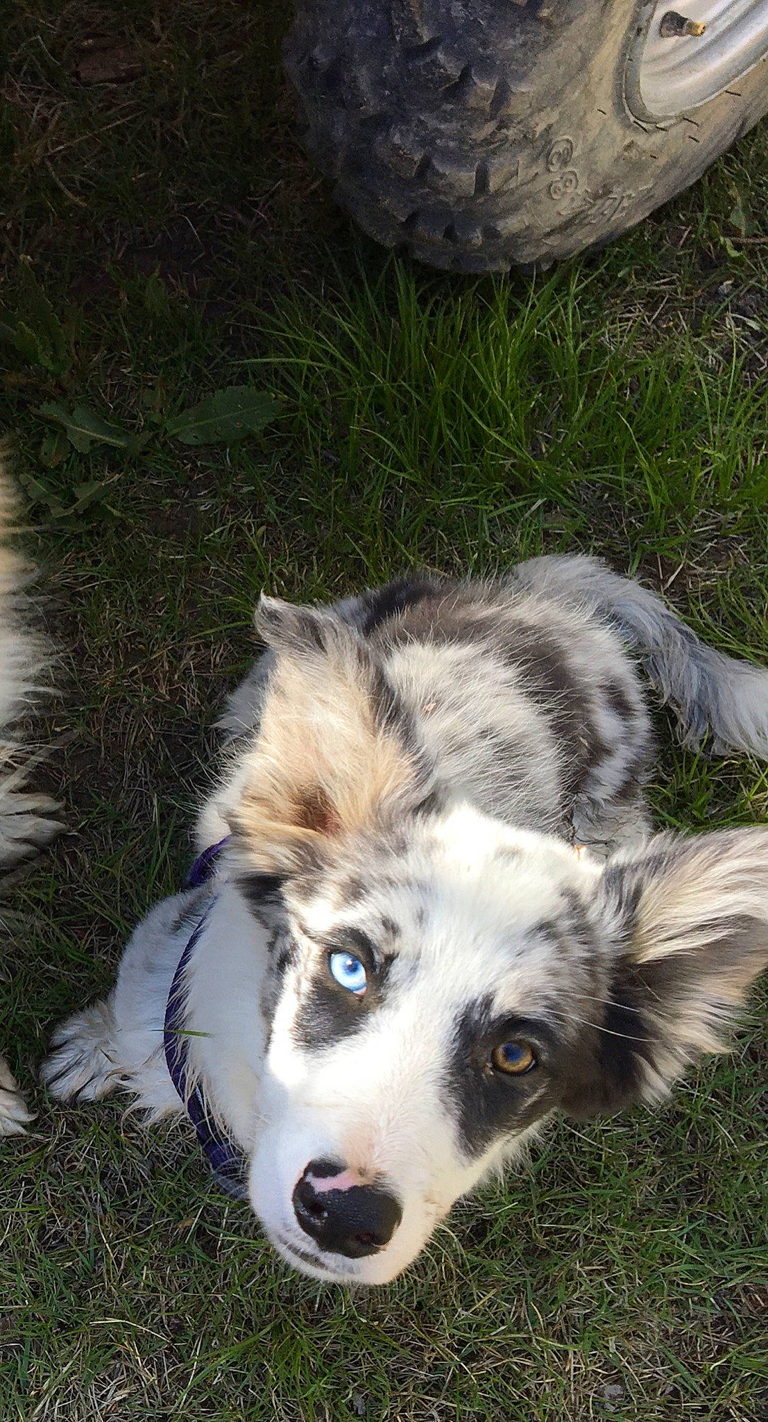 Whiskey joined the competition — help win amazing prizes! australian_collie, australian_shepherd, border_collie, canidae, carnivore, companion_dog, dog, dog_breed, grass, herding_dog, mammal, miniature_australian_shepherd, rare_breed_dog, siberian_husky, sporting_group, vertebrate, welsh_sheepdog, working_dog