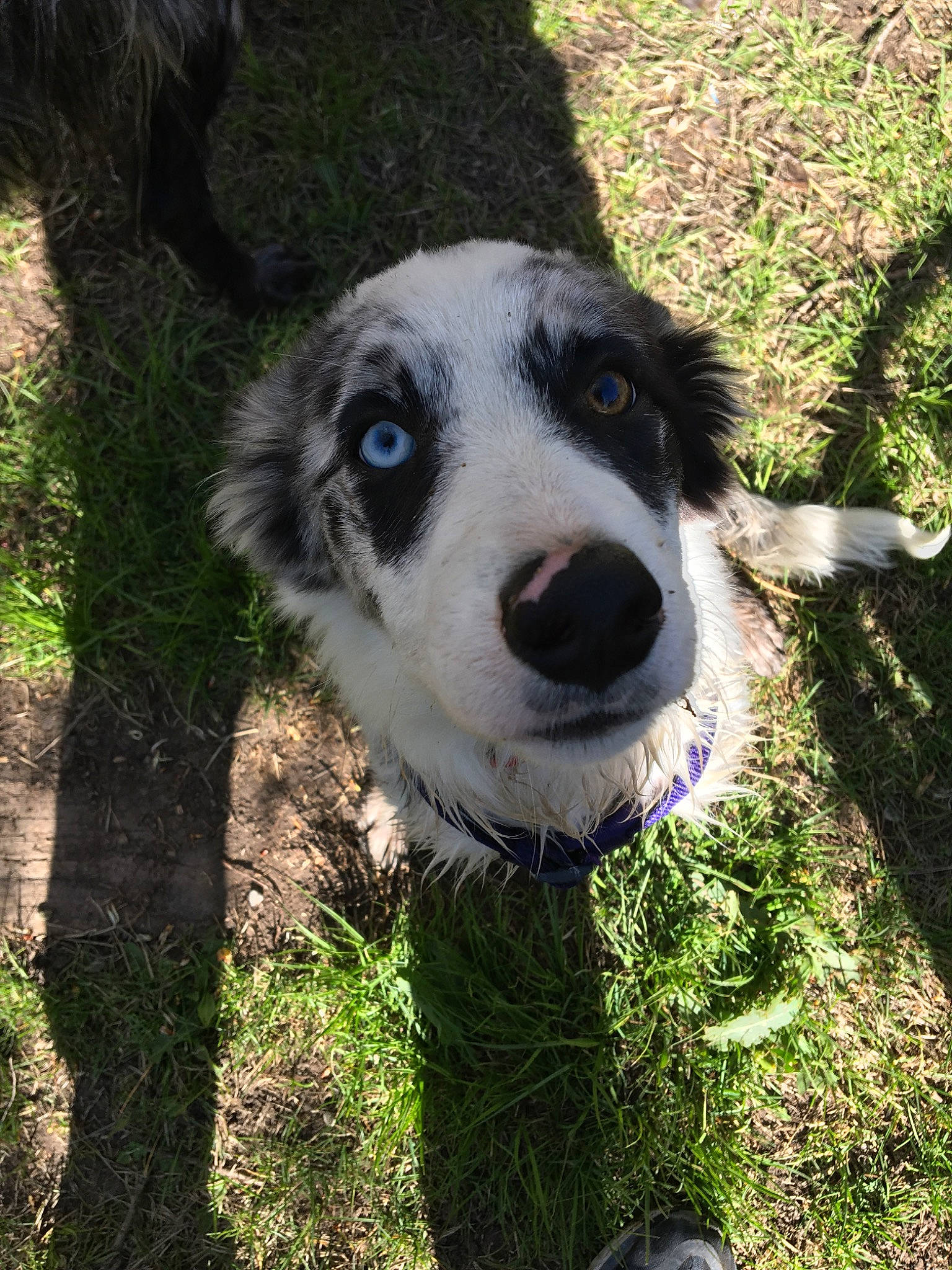 Whiskey joined the competition — help win amazing prizes! australian_collie, border_collie, canidae, carnivore, dog, dog_breed, english_shepherd, grass, herding_dog, mammal, plant, rare_breed_dog, snout, sporting_group, vertebrate, welsh_sheepdog, working_dog