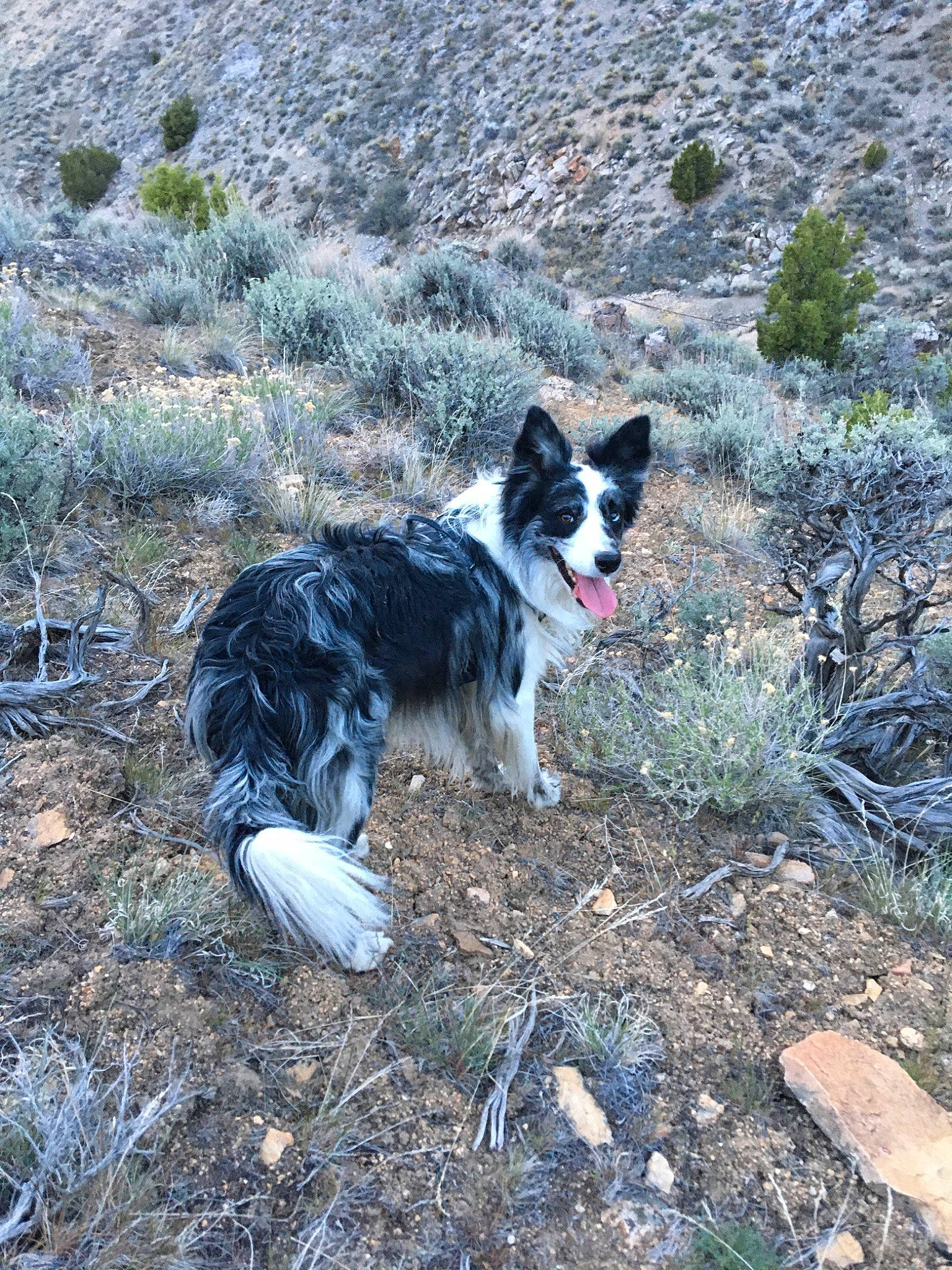 Levi is registered to the contest to win money with this photo: adventure, border_collie, canidae, carnivore, dog, dog_breed, dog_hiking, herding_dog, karelian_bear_dog, mammal, mcnab, russo_european_laika, vertebrate, walking, welsh_sheepdog, working_dog