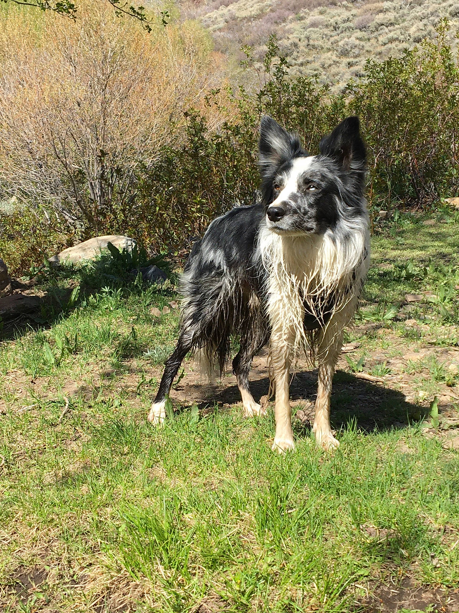 Levi is registered to the contest to win money with this photo: australian_cattle_dog, australian_shepherd, border_collie, canidae, carnivore, dog, dog_breed, grass, herding_dog, koolie, mammal, sporting_group, texas_heeler, vertebrate, working_dog