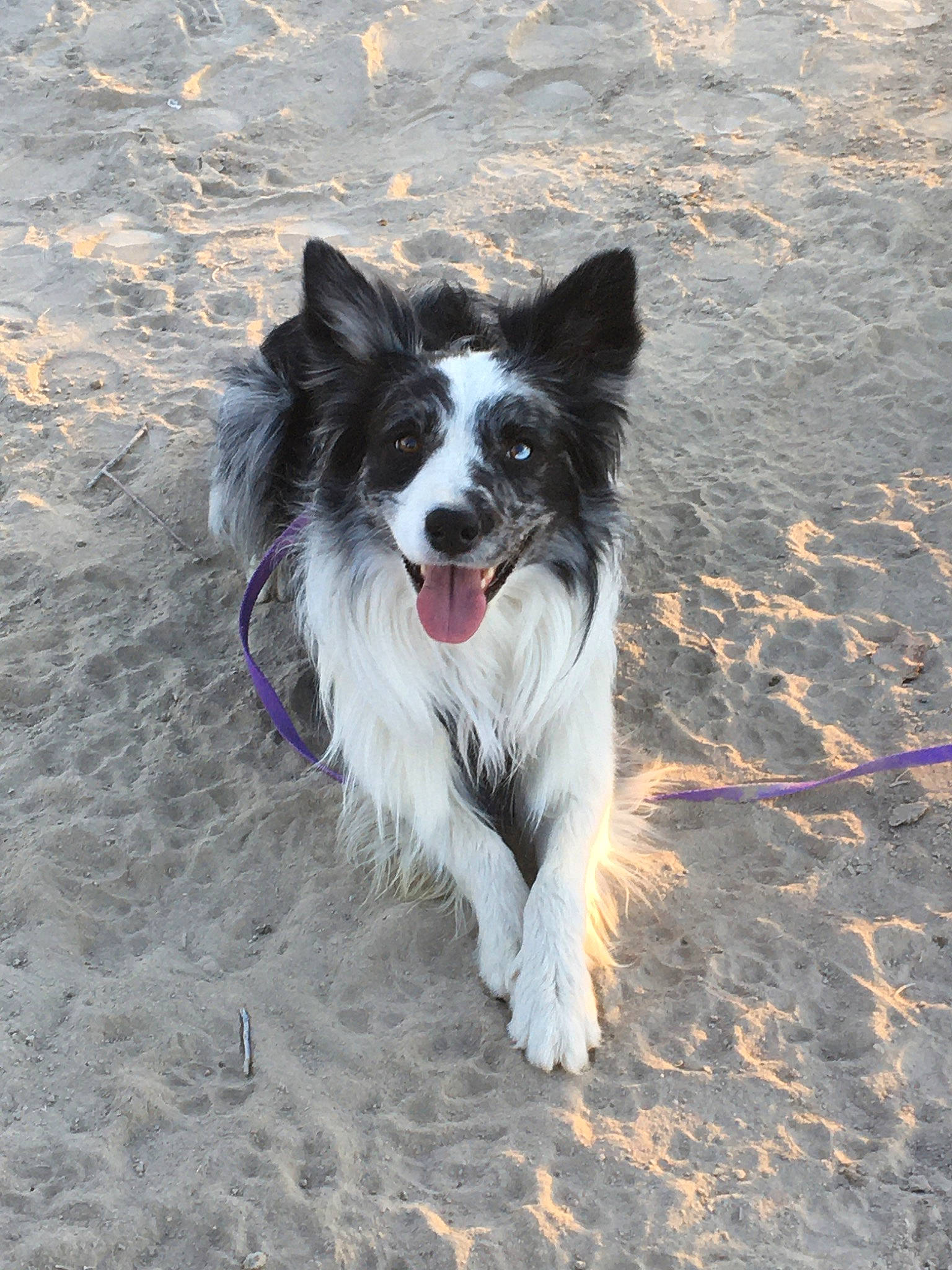 Levi joined the competition — help win amazing prizes! australian_collie, border_collie, canidae, carnivore, collie, companion_dog, dog, dog_breed, herding_dog, mammal, papillon, rare_breed_dog, snout, sporting_group, vertebrate, working_dog