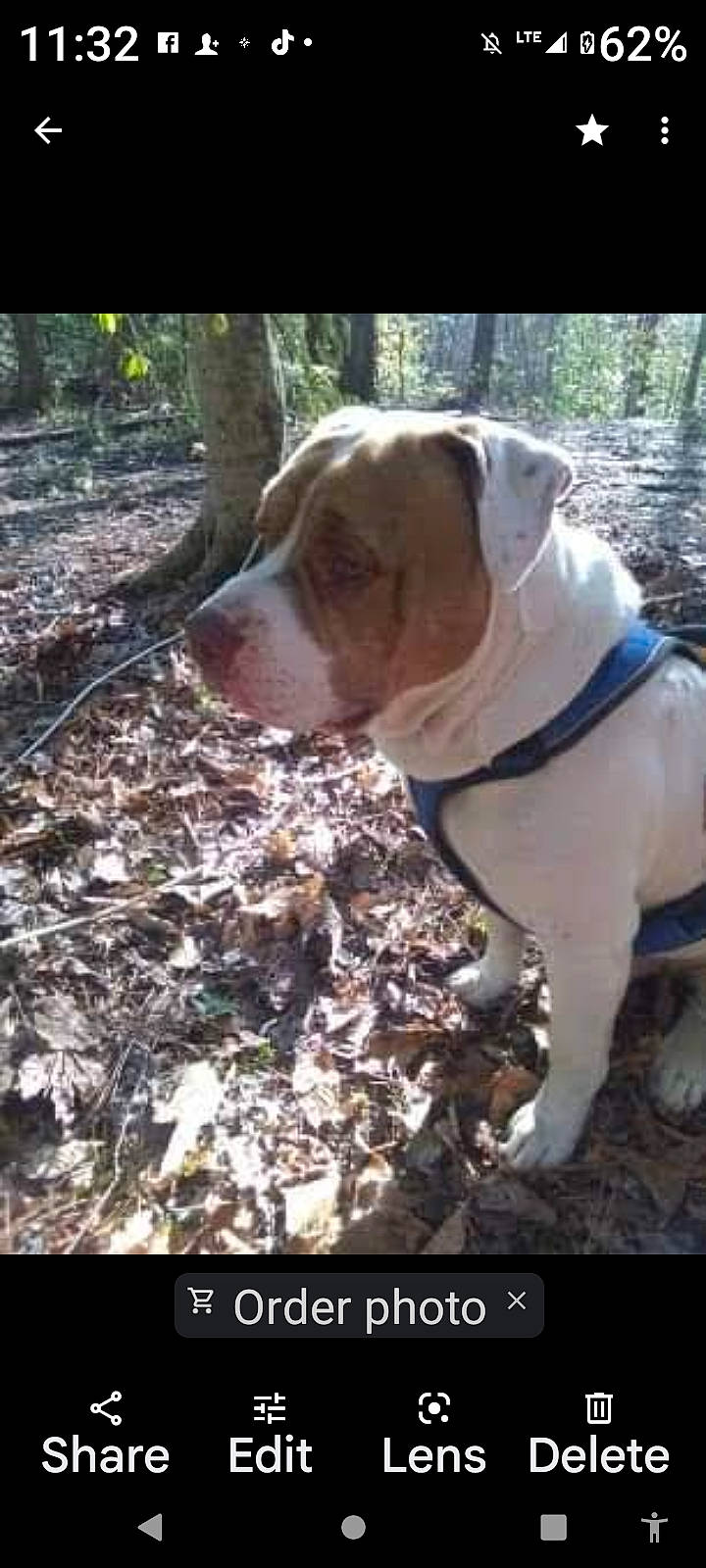 Woffie is registered to the contest to win money with this photo: canidae, carnivore, collar, companion_dog, dog, dog_breed, dog_collar, dog_supply, fawn, grass, liver, molosser, non_sporting_group, pet_supply, plant, soil, sporting_group, tail, tree, working_animal