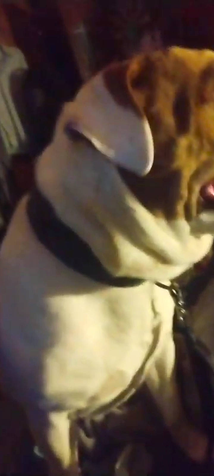 Woffie joined the competition — help win amazing prizes! canidae, companion_dog, darkness, dog, dog_breed, ear, fur, gesture, non_sporting_group, paw, petal, sporting_group, tail, whiskers