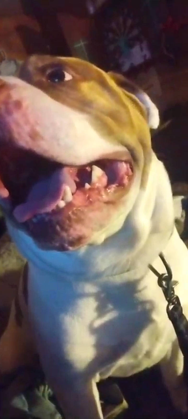 Woffie is registered to the contest to win money with this photo: carnivore, collar, companion_dog, dog, dog_breed, ear, fang, fawn, happy, jaw, liver, nose, organ, pet_supply, selfie, smile, snout, whiskers, working_animal, yawn