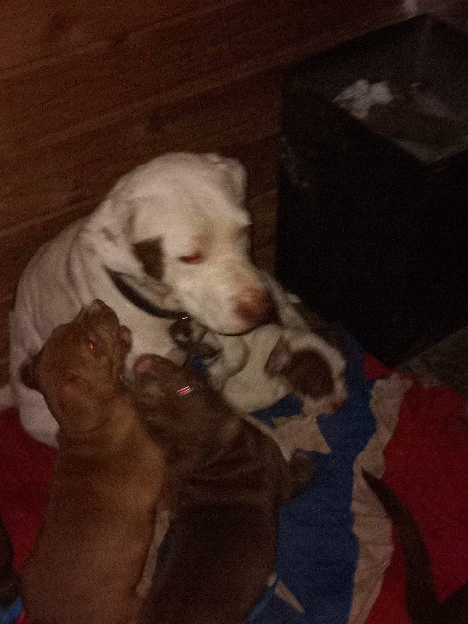 Deuce is registered to the contest to win money with this photo: box, canidae, carnivore, carton, comfort, companion_dog, darkness, dog, dog_breed, dogo_argentino, fawn, guard_dog, non_sporting_group, shipping_box, sporting_group, toy_dog, weimaraner, whiskers, working_animal