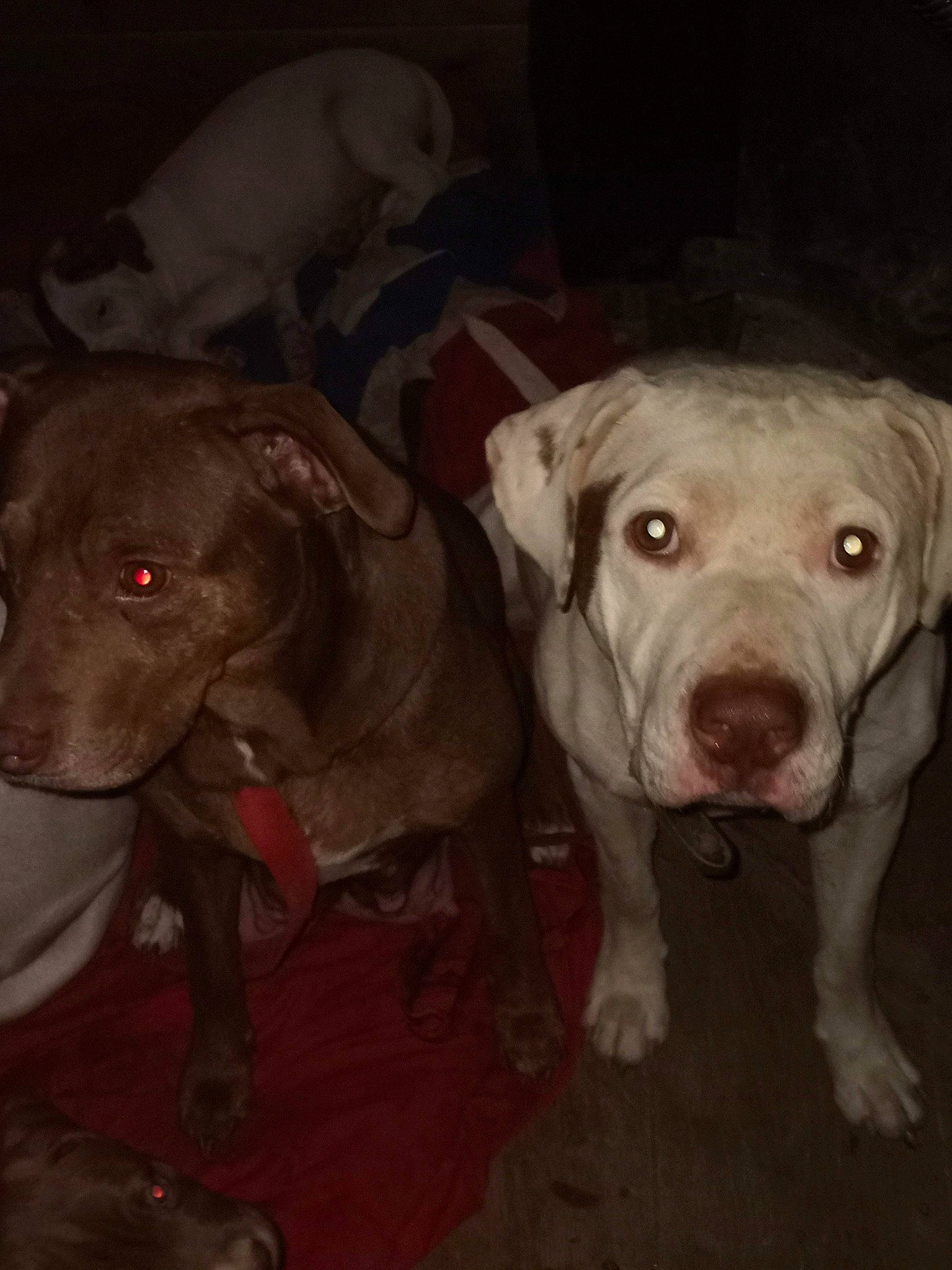 Deuce joined the competition — help win amazing prizes! canidae, carnivore, companion_dog, dog, dog_breed, dog_supply, fawn, flesh, jaw, liver, non_sporting_group, pet_supply, snout, sporting_group, tail, terrestrial_animal, whiskers, working_animal