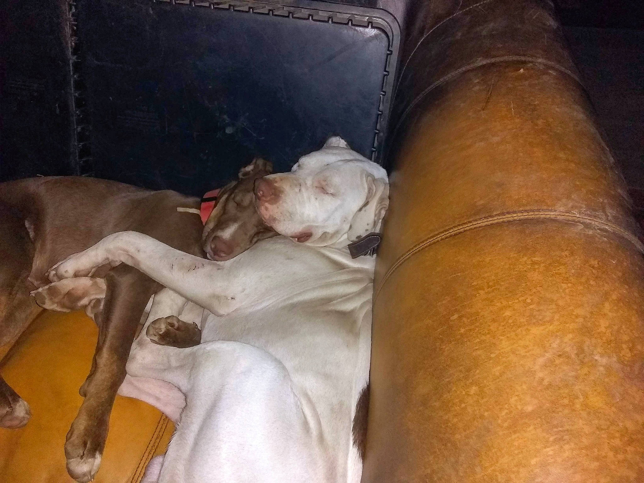 Deuce is registered to the contest to win money with this photo: canidae, carnivore, comfort, companion_dog, couch, dog, dog_breed, dress, fawn, felidae, foot, fur, guard_dog, human_leg, knee, leg, sitting, sporting_group, tail, thigh