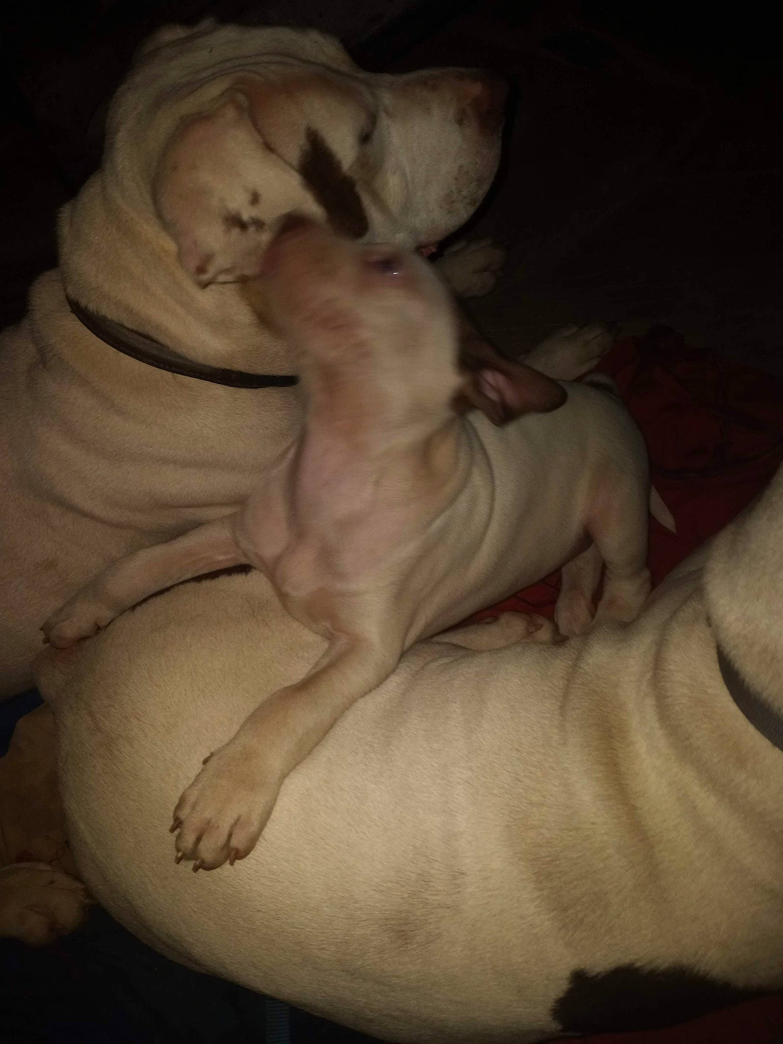 Deuce is registered to the contest to win money with this photo: art, canidae, carnivore, comfort, companion_dog, darkness, dog, dog_breed, fawn, flesh, nap, paw, sculpture, snout, sporting_group, statue, tail, toy_dog, visual_arts, wrinkle