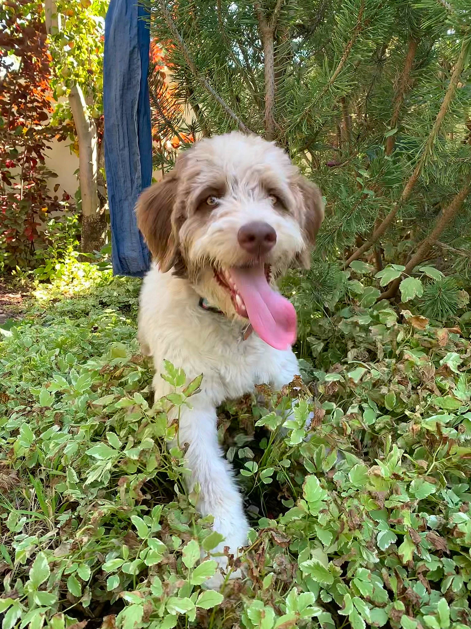 Kenai joined the competition — help win amazing prizes! canidae, carnivore, companion_dog, dog, dog_breed, grass, liver, plant, small_terrier, sporting_group, terrestrial_plant, terrier, toy_dog, tree, water_dog