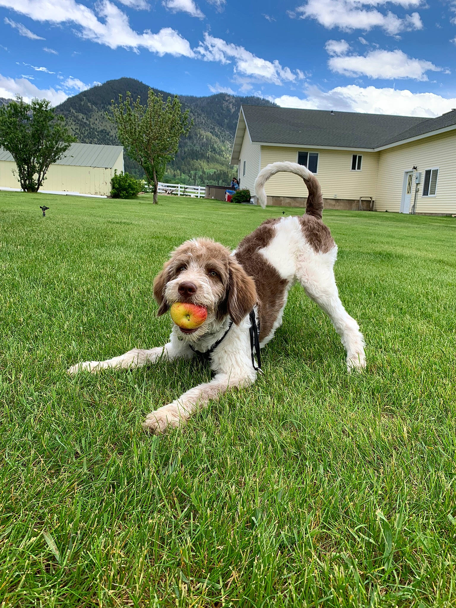 Kenai is registered to the contest to win money with this photo: carnivore, cloud, companion_dog, dog, dog_breed, dog_collar, fawn, grass, grassland, landscape, lawn, meadow, plant, sky, sporting_group, tail, terrier, toy_dog, tree, window